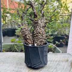 短期間限定超特価！ 長期管理株 オペルクリカリア パキプス 双頭