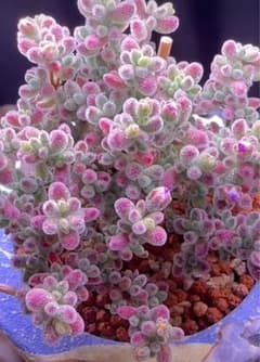 速達便付き ドロサンテマム キラキラIce crystal 大株 抜き苗 1株