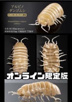 いきもの大図鑑アドバンス ダンゴムシ オンライン限定版 アルビノ