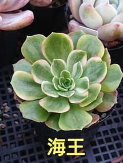 ☆多肉植物☆海王・アエオニウム☆ - メルカリ