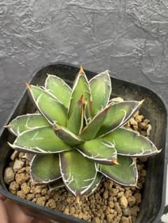 アガベ ピンキー 王妃笹の雪B型 超希有 極上美品 - メルカリ