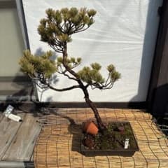 ☆盆栽☆ 赤石五葉松 Z-17 樹齢約50年以上 ☆愛媛県より発送☆ - メルカリ