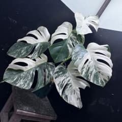 斑入りモンステラ ホワイトタイガー極美大株71cm白斑多 - メルカリ