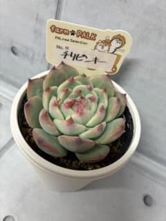 Ta29chocoさん専用 ファームパルクさん チリピンキー 新作 札付き