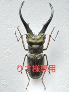特大モンギローニホソアカクワガタ標本（超貴重） - メルカリ