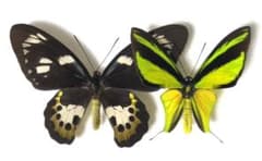 わっ君様専用 ヒレオトリバネアゲハ 蝶 昆虫 標本 - メルカリ