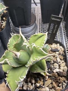 アガベ チタノタ lize血統 大白鯊 ホホジロザメ - メルカリ