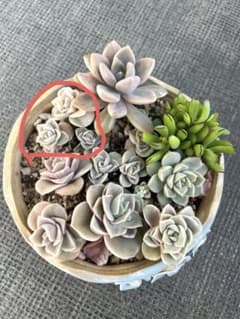 多肉植物 ラブリーローズ錦➂ 抜き苗 - メルカリ