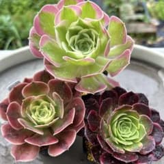 アエオニウム 多肉植物 抜き苗 3苗セット③ 香妃錦 - メルカリ