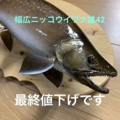 魚類剥製工房エフクラフト ニッコウイワナ雄42 - メルカリ