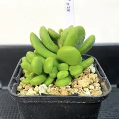 2026年最新】ピグマエア ケラリアの人気アイテム - メルカリ