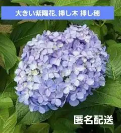 2026年最新】紫陽花苗の人気アイテム - メルカリ