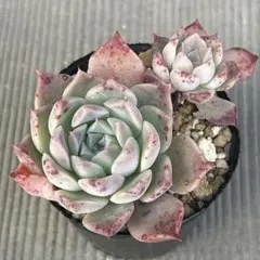 2026年最新】ルイパパさん苗の人気アイテム - メルカリ