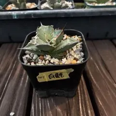 2026年最新】アガベ 白鯨 大株の人気アイテム - メルカリ