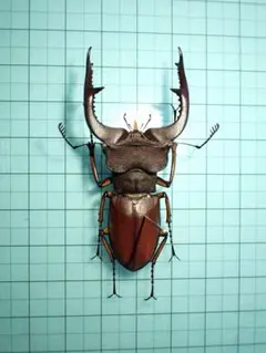 2026年最新】ミヤマクワガタ 標本の人気アイテム - メルカリ