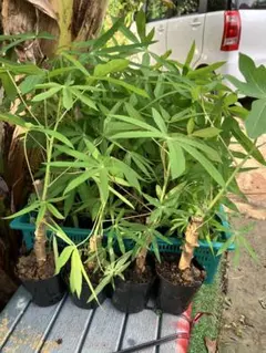 2026年最新】キャッサバ苗の人気アイテム - メルカリ