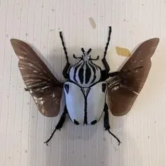 2026年最新】ゴライアス 標本の人気アイテム - メルカリ