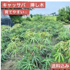 2026年最新】キャッサバ苗の人気アイテム - メルカリ