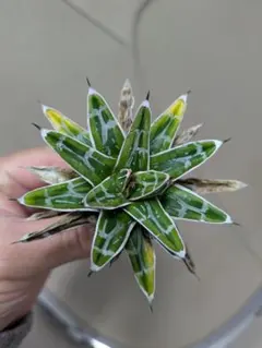 2026年最新】笹の雪錦の人気アイテム - メルカリ