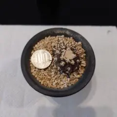 2026年最新】黒王丸 カキコの人気アイテム - メルカリ