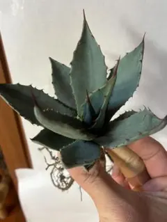 2026年最新】agaveの人気アイテム - メルカリ