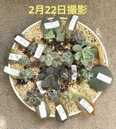 2026年最新】多肉韓国苗の人気アイテム - メルカリ