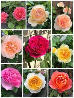 2026年最新】バラ挿し穂 セットの人気アイテム - メルカリ