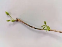 2026年最新】アケビ蔓の人気アイテム - メルカリ