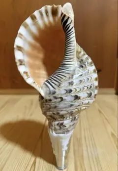 2026年最新】ほらがいの人気アイテム - メルカリ