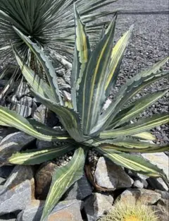 2026年最新】アガベ アメリカーナ 白 縞斑の人気アイテム - メルカリ