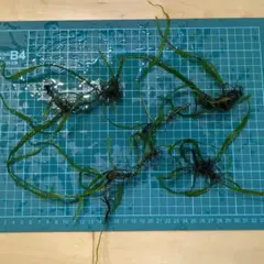 2026年最新】本ナロー ミクロソリウムの人気アイテム - メルカリ