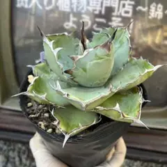 2026年最新】ブラックアンドブルー 大株の人気アイテム - メルカリ