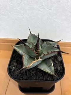 2026年最新】オテロイ 青葉の人気アイテム - メルカリ