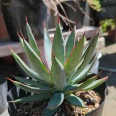 2026年最新】チタノタ ブルーグローの人気アイテム - メルカリ