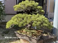 2026年最新】五葉松の人気アイテム - メルカリ
