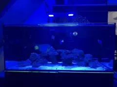 2026年最新】reefer 水槽の人気アイテム - メルカリ