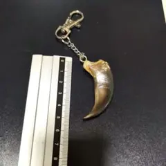 2026年最新】ヒグマ 爪の人気アイテム - メルカリ