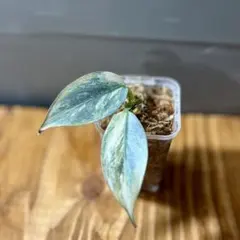 2026年最新】ハスタータムの人気アイテム - メルカリ