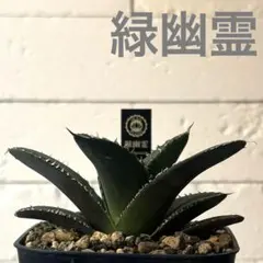 2026年最新】緑幽霊 アガベの人気アイテム - メルカリ