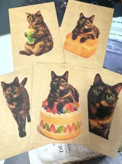 2026年最新】さび猫の人気アイテム - メルカリ