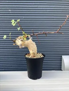 コミフォラカタフピュアソマリア灌木 多幹樹