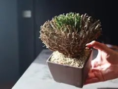 2026年最新】ユーフォルビアフスカの人気アイテム - メルカリ