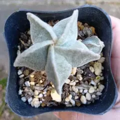 2026年最新】ランポー玉の人気アイテム - メルカリ