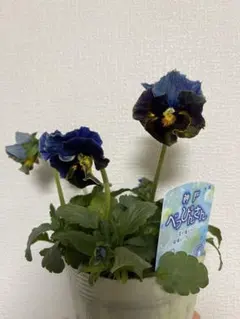 2026年最新】ビオラ神戸べっぴんさんの人気アイテム - メルカリ