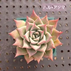 2026年最新】miya苗の人気アイテム - メルカリ