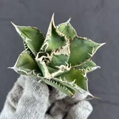 2026年最新】lize アガベの人気アイテム - メルカリ