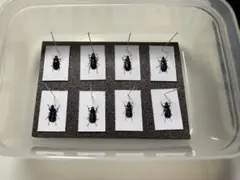 2026年最新】ルリクワガタの人気アイテム - メルカリ