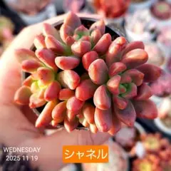 2026年最新】シャネル 多肉の人気アイテム - メルカリ