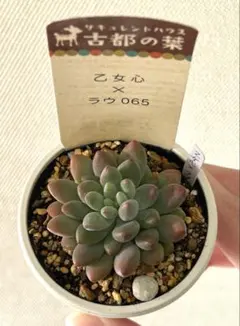 2026年最新】古都の葉の人気アイテム - メルカリ