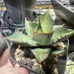 2026年最新】アガベパンダ熊猫の人気アイテム - メルカリ